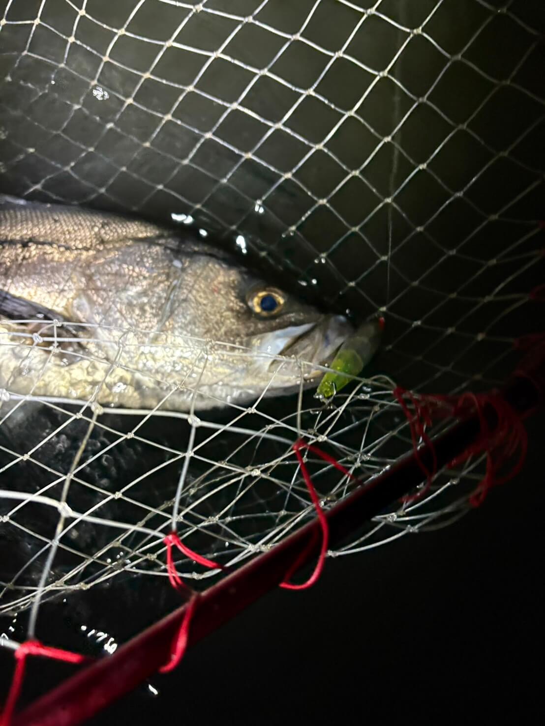 |「冬に釣りたいなら“コレ巻いて”」これからの時期にオススメしたいルアー3選。「デカいのも狙えます」