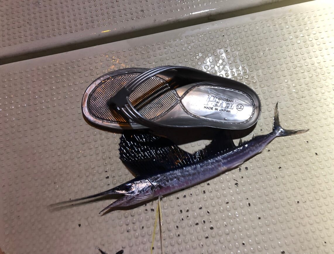 ｜「え、何この魚」「奇跡みたいな遭遇」手のひらサイズの『カジキ』を捕獲したら“大バズり”。リポストといいねが大変なことに。「背びれとくちばしもありました」