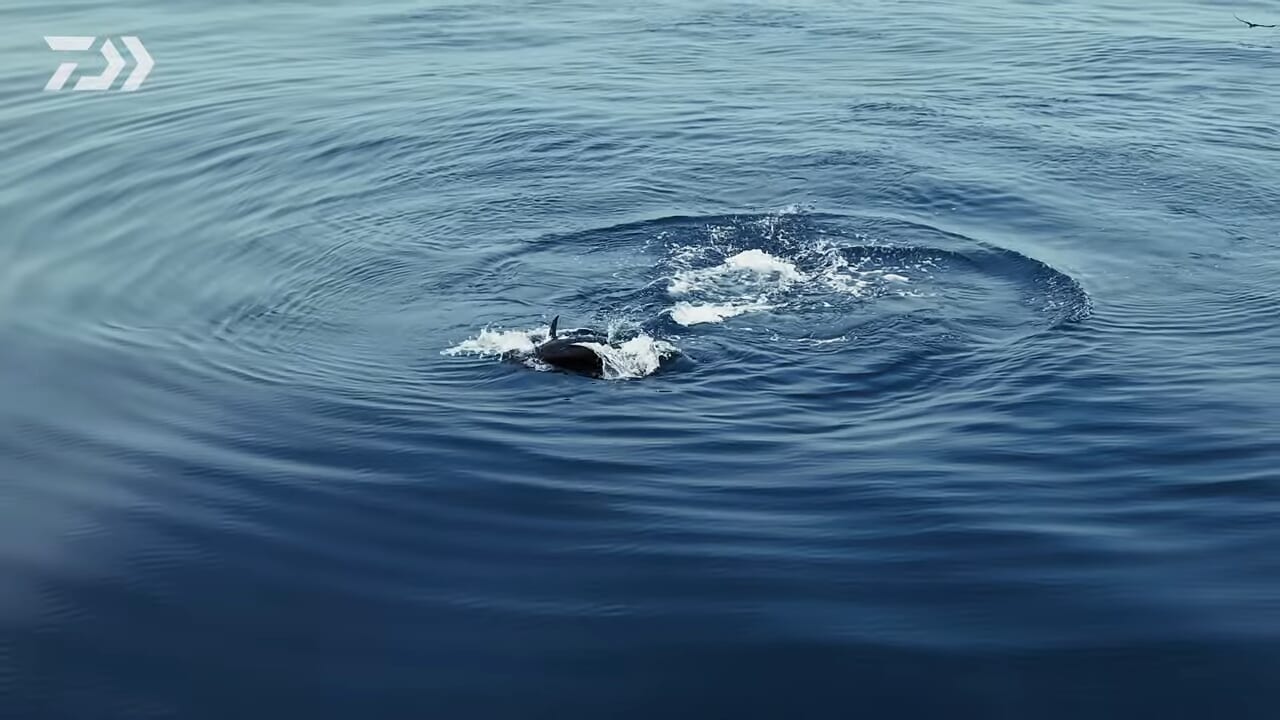 ｜DAIWAの『最強リール』に待望の30000番追加。巨大クロマグロと真っ向勝負する“衝撃的”なティザーが公開中！