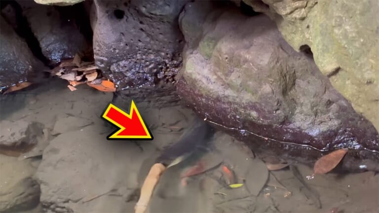 「よっしゃ！」「食った！」ミミズのついた『木の枝』を岩陰に突っ込むと…？  20万回再生された“穴釣り”に反響多数。