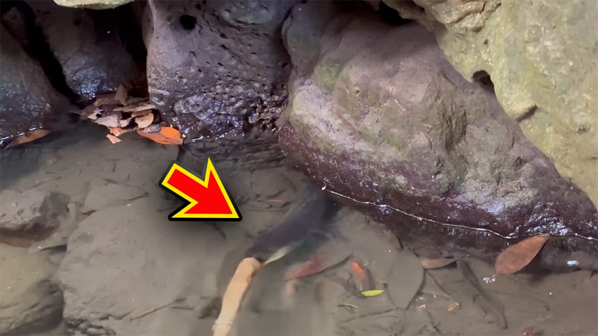 |「よっしゃ!」「食った!」ミミズのついた『木の枝』を岩陰に突っ込むと…? 20万回再生された“穴釣り”に反響多数。