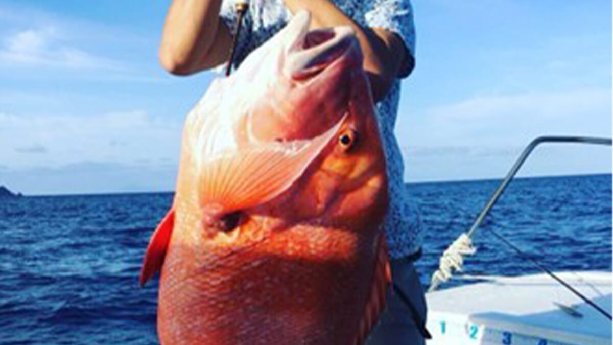 「釣れるのは千年に一度」と言われるほど。幻の“センネンダイ”ってどんな魚? 気になる味は『カニ』に近いような…。