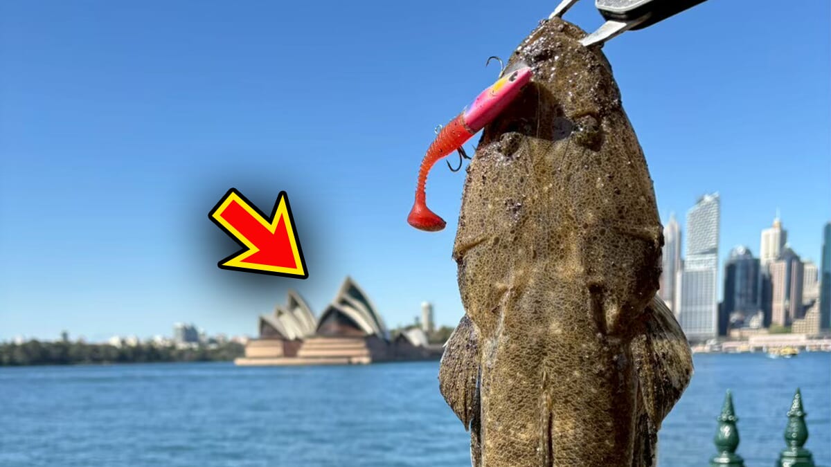 ｜「実は激アツです」オペラハウスの前で釣りをしてみたら…。カツオからサメまで釣れるってホント!?