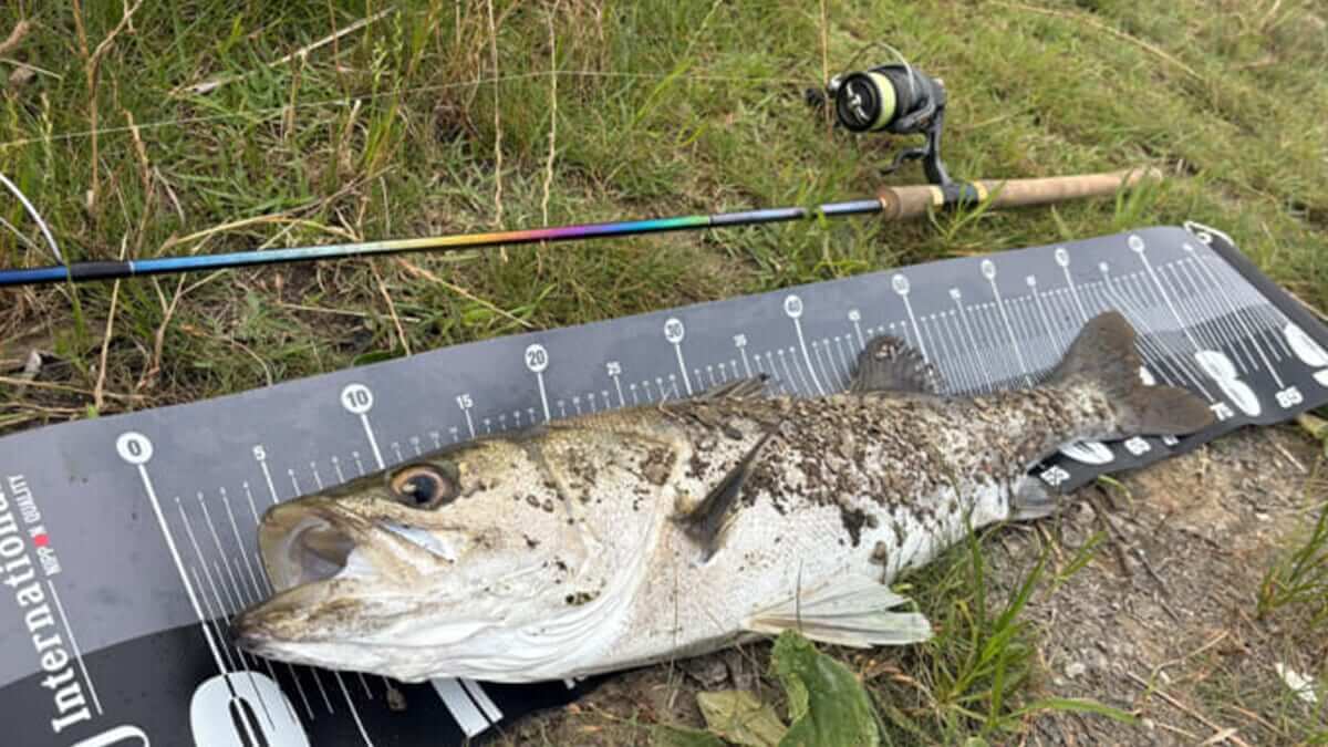 ｜ワールドシャウラリミテッド2832Rを1年間使い込んだインプレッション。「王道の最高傑作でした」