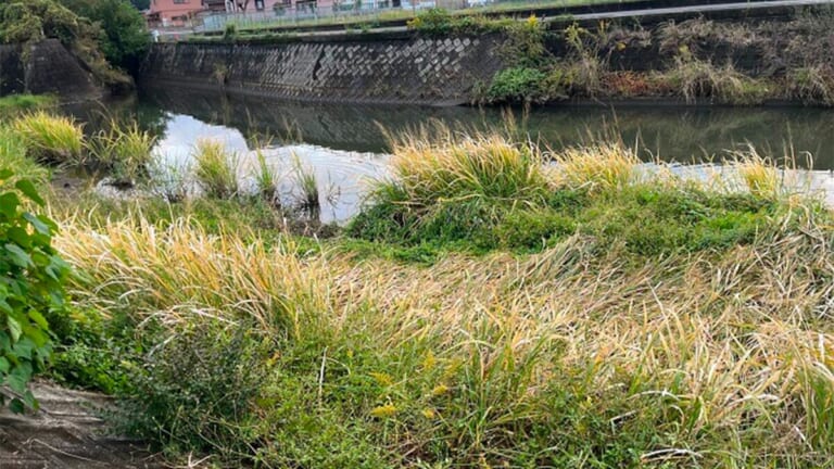遠賀川を新規開拓！フランジャーのジャークに食いついてきた魚はまさかの…。「シーバスでもオススメですね」