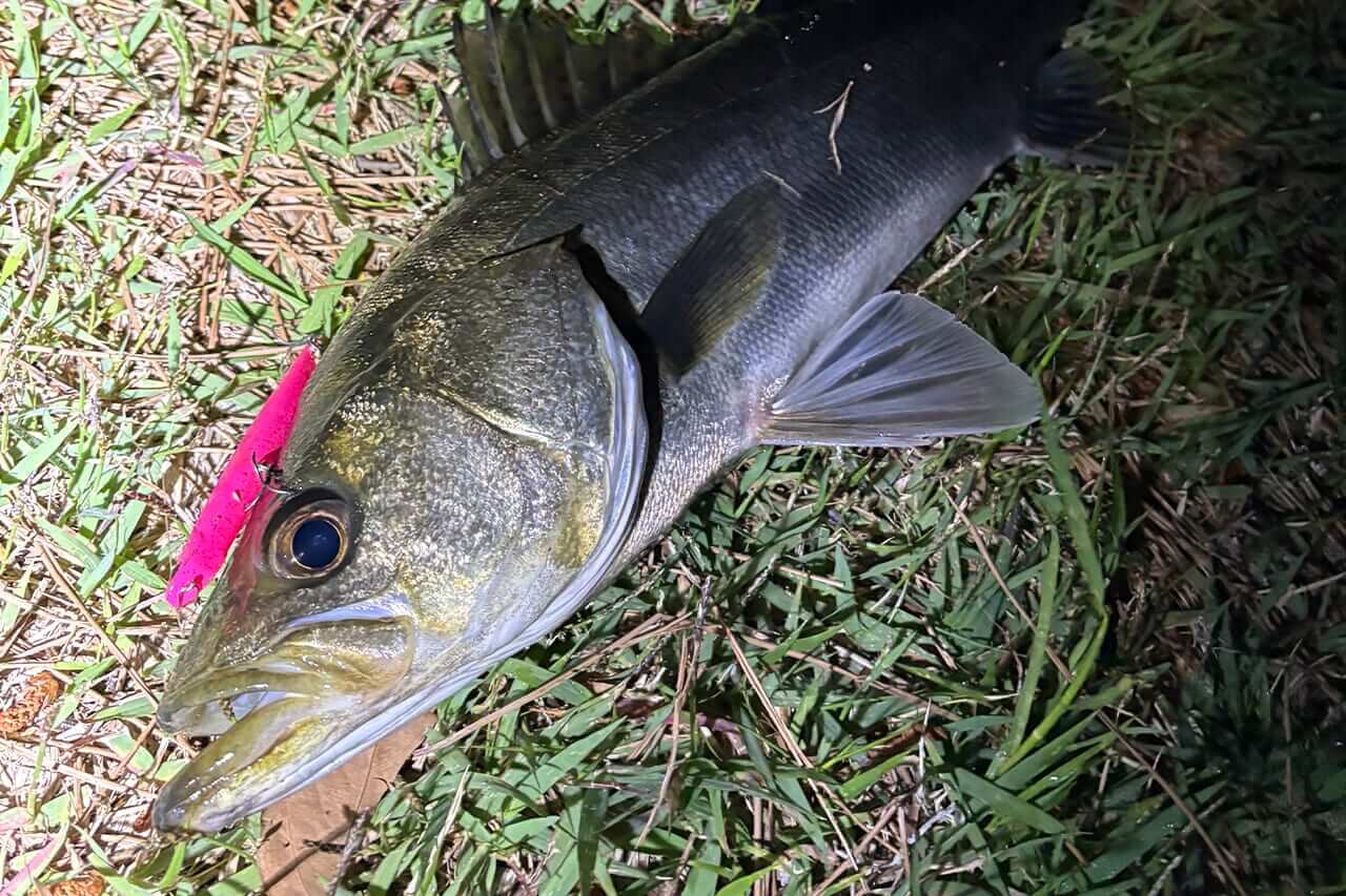 ｜2025年の東京湾を振り返りながらシーズナルパターンを解説。オススメルアーと釣り方は？「大型のシーバスにも出会えました」