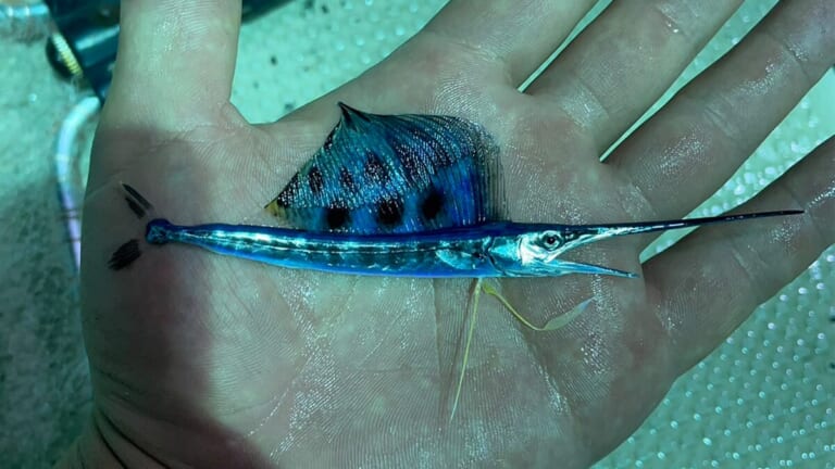 「え、何この魚」「奇跡みたいな遭遇」手のひらサイズの『カジキ』を捕獲したら“大バズり”。リポストといいねが大変なことに。「背びれとくちばしもありました」