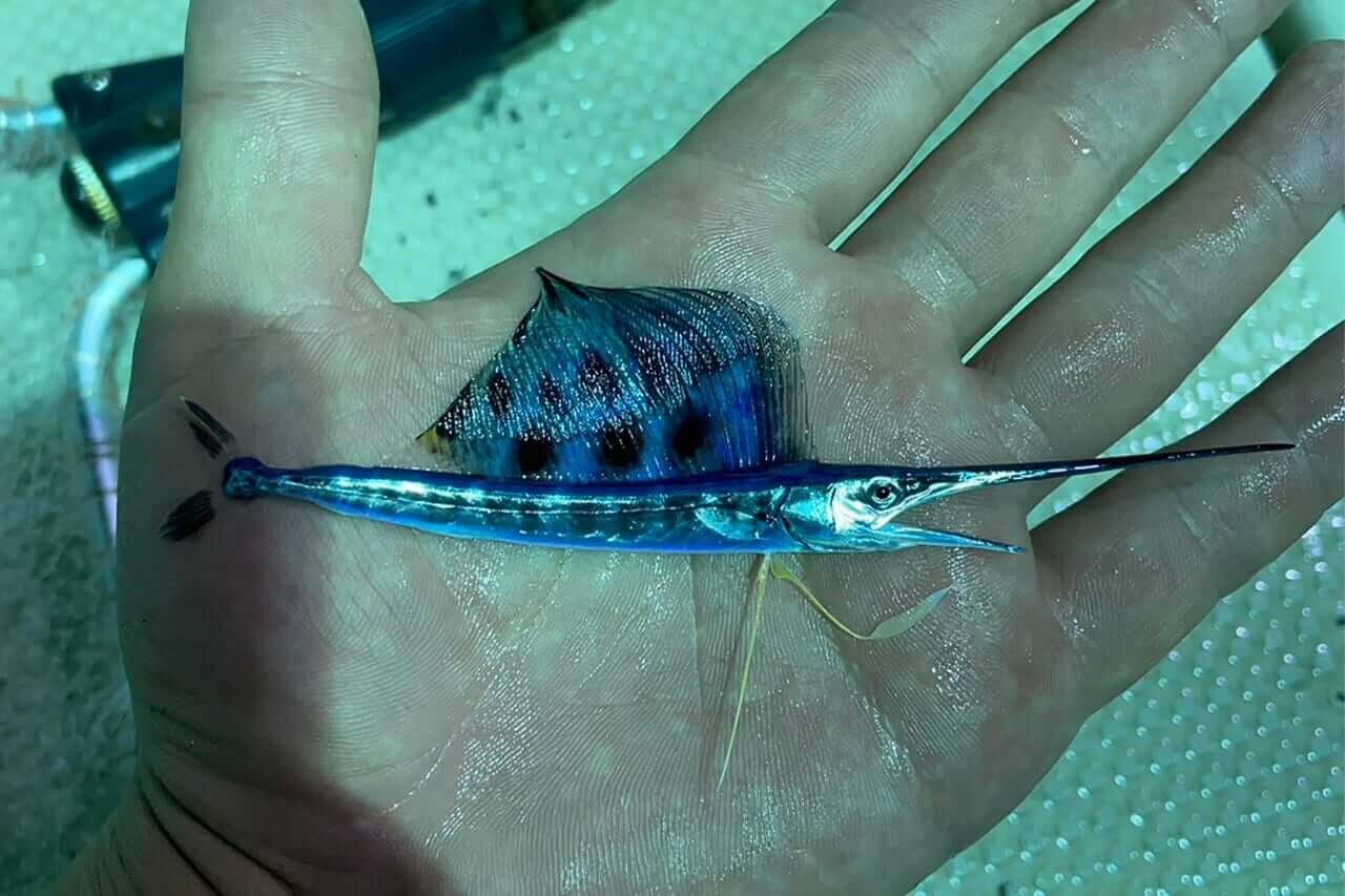 |「え、何この魚」「奇跡みたいな遭遇」手のひらサイズの『カジキ』を捕獲したら“大バズり”。リポストといいねが大変なことに。「背びれとくちばしもありました」