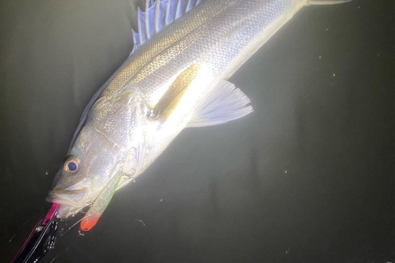 |「冬に釣りたいなら“コレ巻いて”」これからの時期にオススメしたいルアー3選。「デカいのも狙えます」