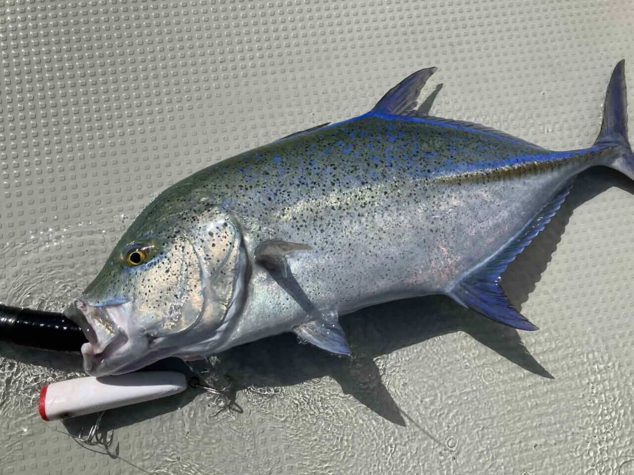 ｜機能美という誘惑。『ammo baits』が描くルアーの黄金比。蘇るヒヨコブランドのDNA