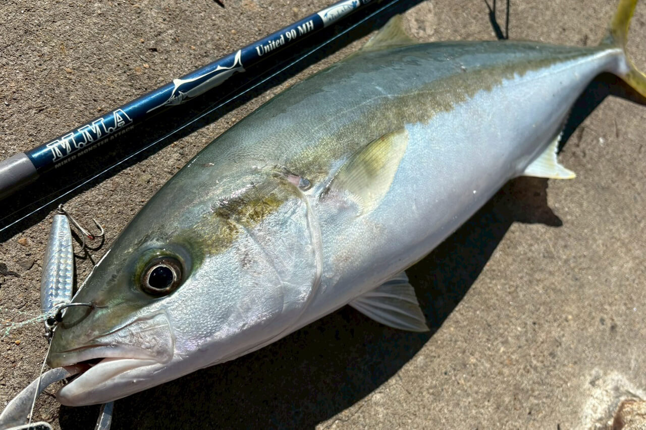 ｜「実は激アツです」オペラハウスの前で釣りをしてみたら…。カツオからサメまで釣れるってホント!?