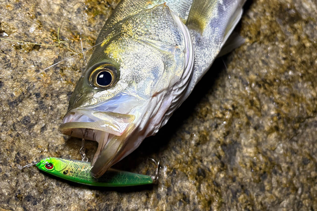 |いよいよハイシーズン終了!? 今年の東京湾の秋爆事情は?【週刊・東京湾シーバス情報】