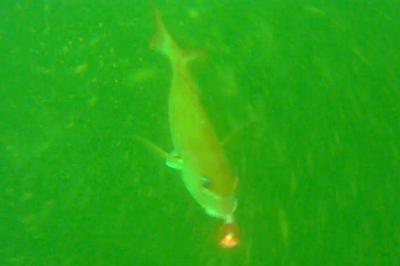 ｜【タイラバ】紅牙の新アイテムで攻略する瀬戸内タイラバゲーム。平田俊也さんが注目の新製品を解説しながら実釣。