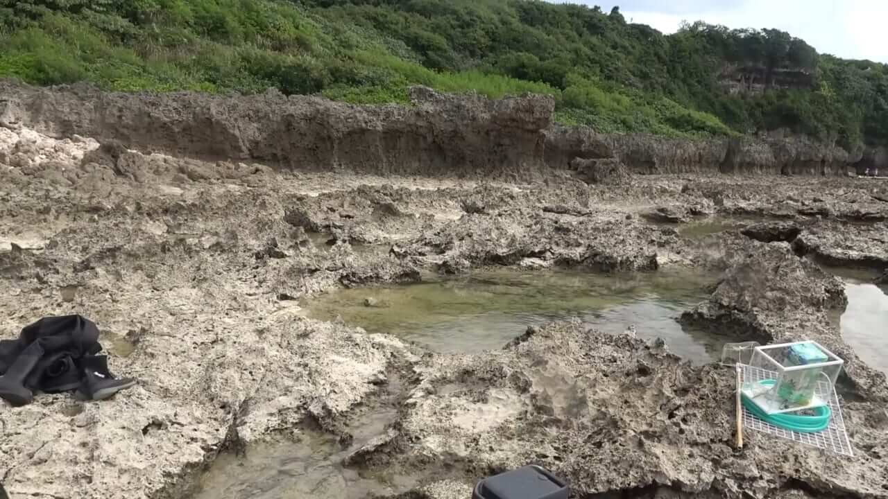 |「この発想はスゴイ」「マジかよ」“海の水を抜く”という驚異の企画。海底からどんな生物が現れるのか…。「コイツだけは捕まえたい」