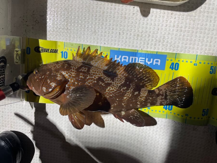 |怪獣サイズ登場!バスタックルでできる真冬のロックフィッシュ「スイムジグの釣りと同じですよ!」