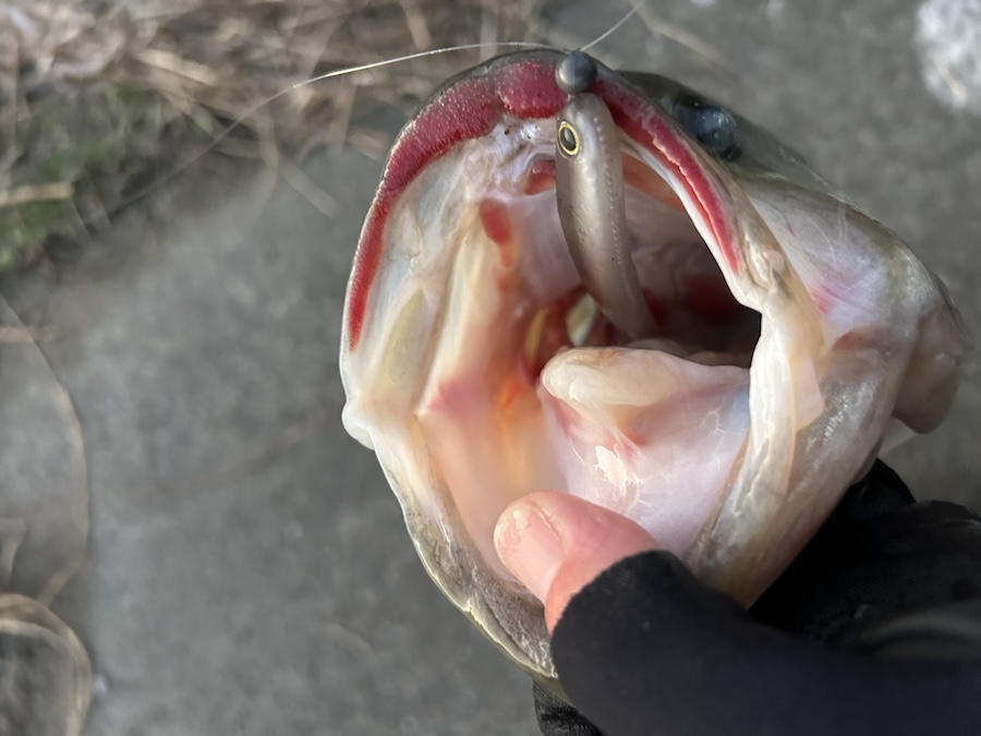 ｜「何歳になっても心が震える」初バスはいつまで経っても緊張する…。真冬に複数キャッチした釣り方を紹介【週刊ササカツ無双】