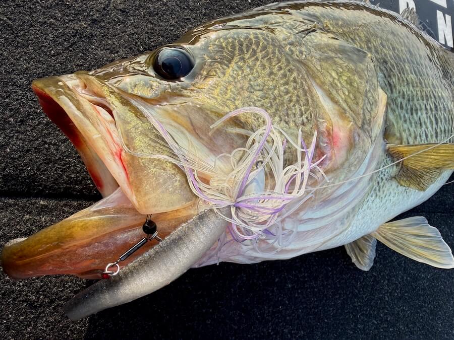 ｜『釣れる釣りはいつまで経っても変わらない』年末年始もロクマル級。春まで続く定石パターン！【大西健太のOKレポート】