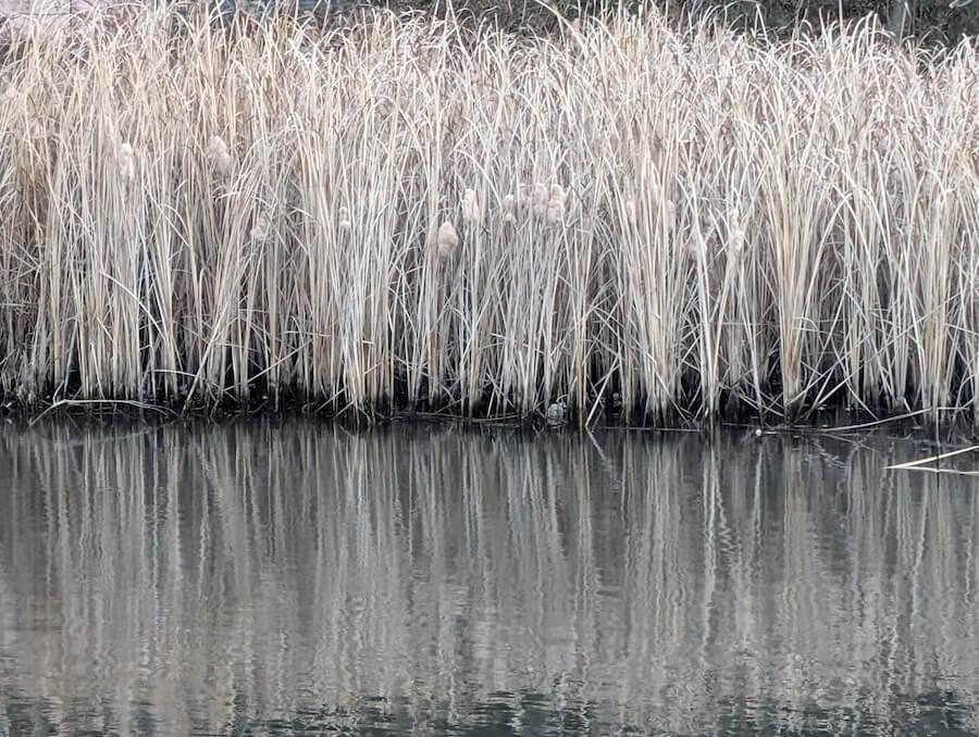 ｜「マックス減水時からが冬本番」浚渫で濁りが入ればチャンス大！水位が大事な冬のリザーバー攻略