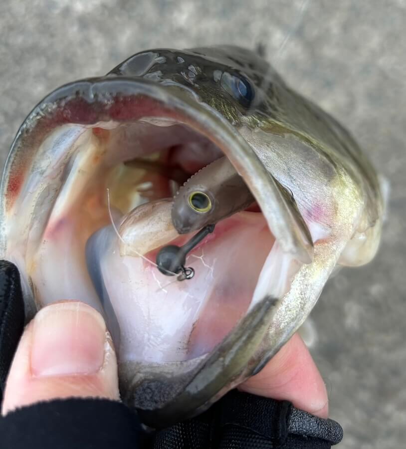 ｜水温5度台での連発劇「これは痺れる！」強風時でも釣れるスポットは必ず存在する【週刊ササカツ無双】