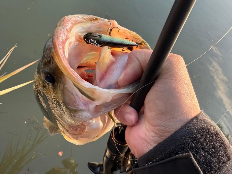 ｜この冬ハマっている釣りが「川バイブ」。レベルバイブを使った河川攻略術をメーカースタッフが解説。