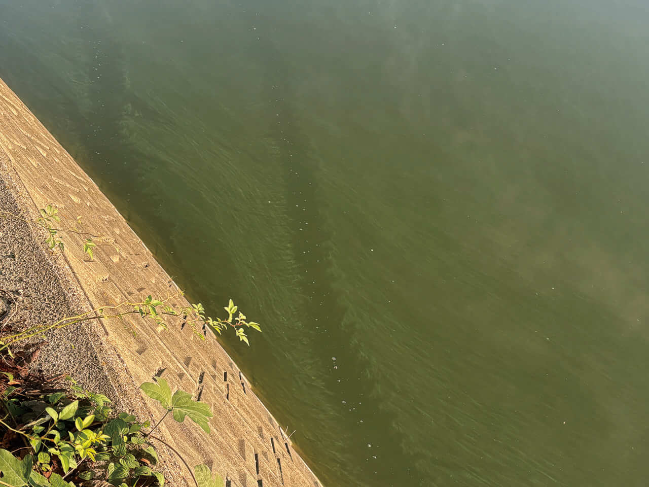 ｜目指すは川村光大郎超え!!ボトムアップの若きエースが府中湖で5本6610gを目指す!!