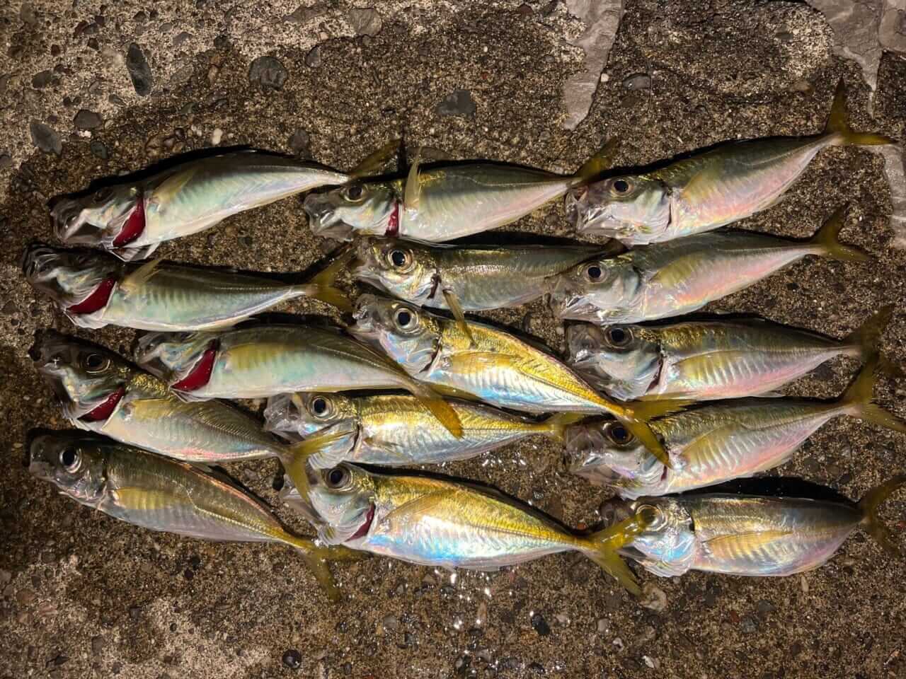 ｜手軽にフラっと行けて、奥深い。食べても美味しいアジングの魅力とは？ 使用タックルも解説。