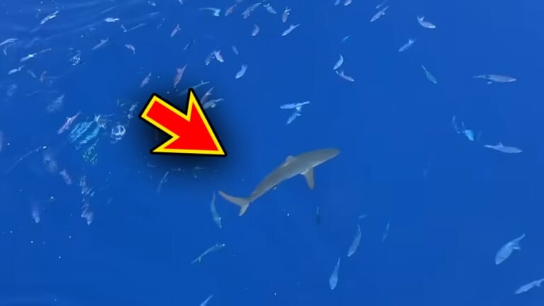 「サメが追ってる！」数万匹レベルの魚の群れに遭遇。釣れた魚が『頭だけ』になる事件発生…。「犯人はコイツです」