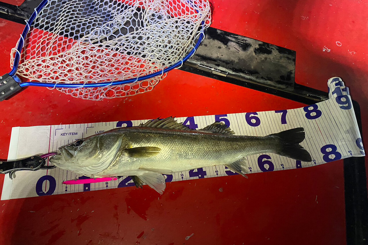 ｜「これからのバチルアーの中心」シマノの『ランザ』の性能がヤバすぎる件について。