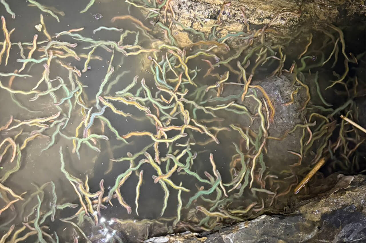 ｜【2026年】東京湾を知り尽くす男がバチ抜けカレンダーを公開。今年の初シーバスを釣るなら必見！オススメルアーも。