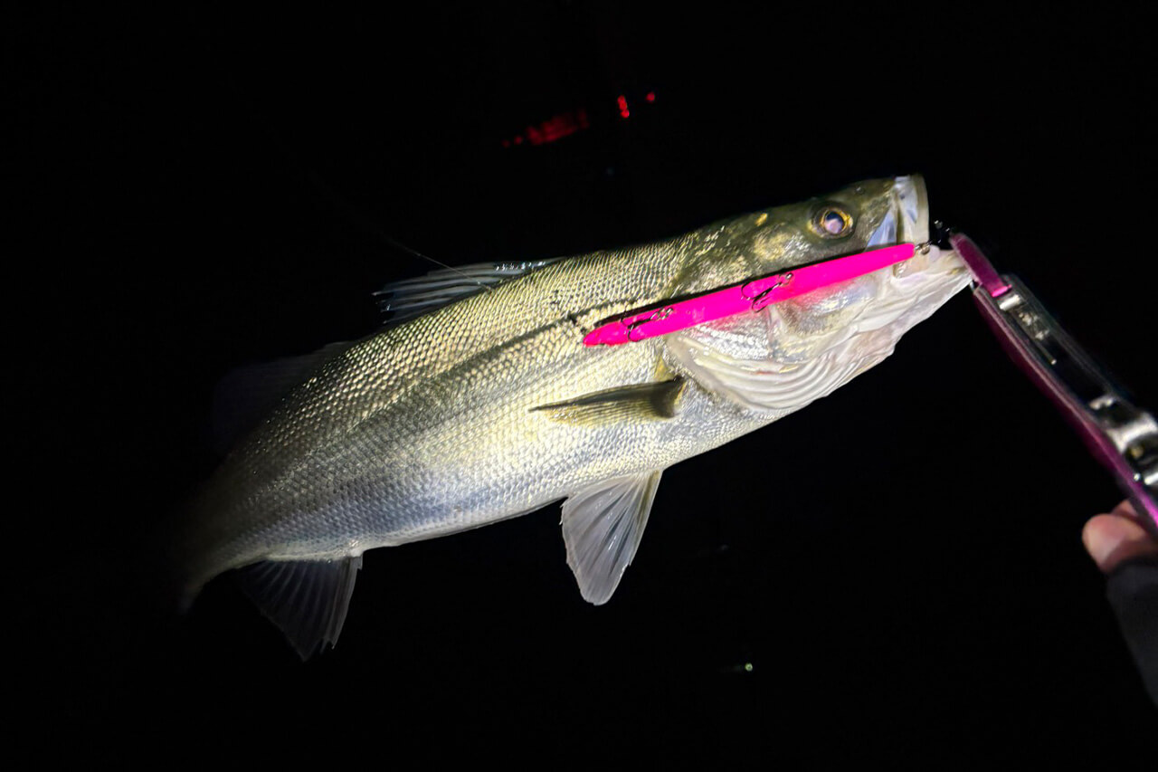 ｜【皆さんお待ちかね】“関東バチ抜け”パターンが開幕。爆釣をもたらしたルアーと釣り方は…。「ほぼ勝ち確です」