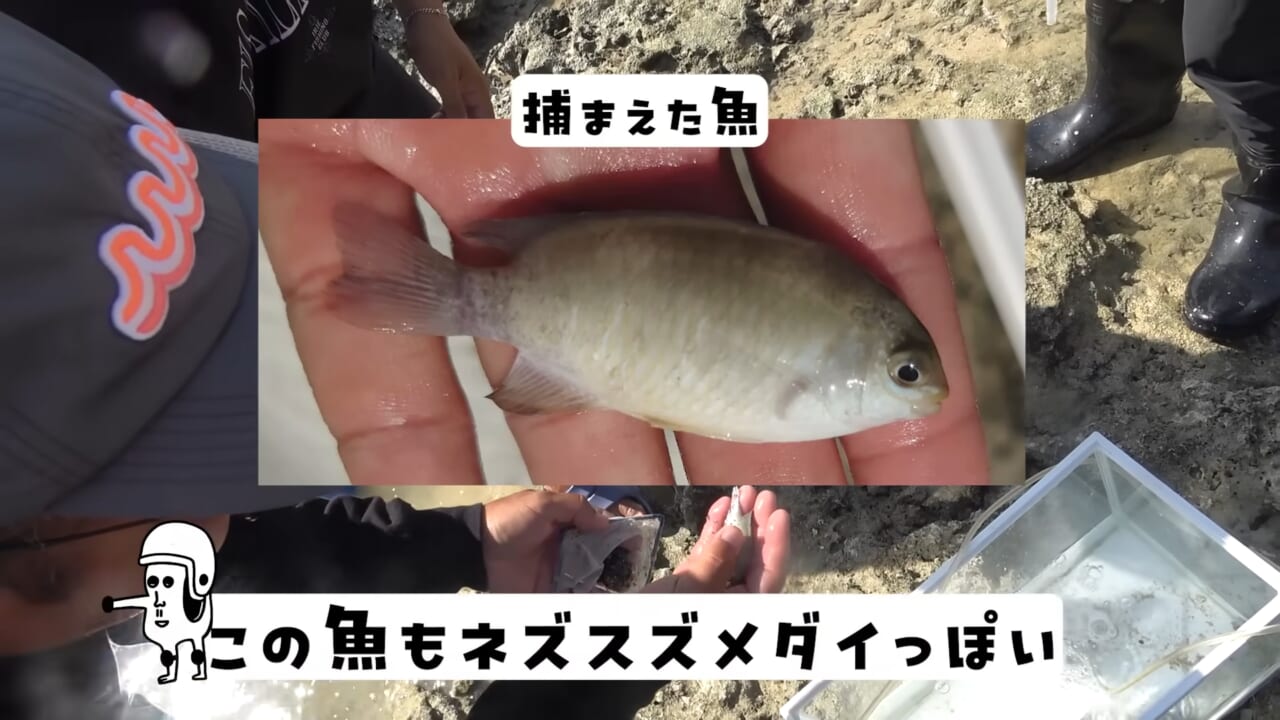|「この発想はスゴイ」「マジかよ」“海の水を抜く”という驚異の企画。海底からどんな生物が現れるのか…。「コイツだけは捕まえたい」