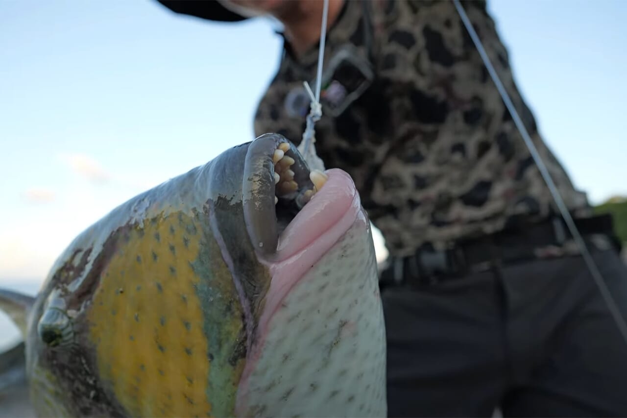 ｜「この歯は指飛ぶ…」世界有数の透明度を誇る海で釣れた“派手すぎる”『魚』。実は“凶暴”で危険…。「噛まれたらヤバいね」