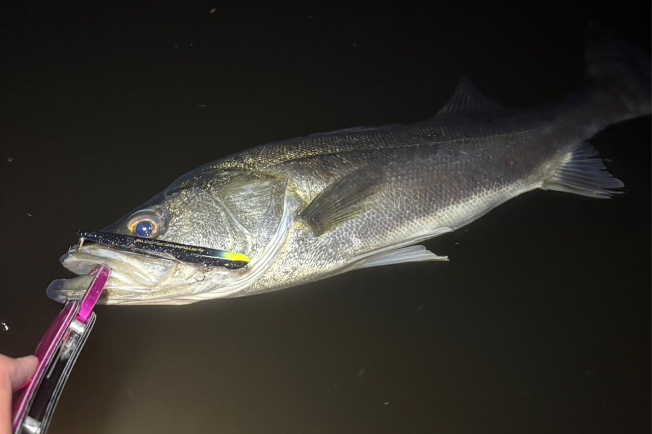 ｜【2026年】東京湾を知り尽くす男がバチ抜けカレンダーを公開。今年の初シーバスを釣るなら必見！オススメルアーも。