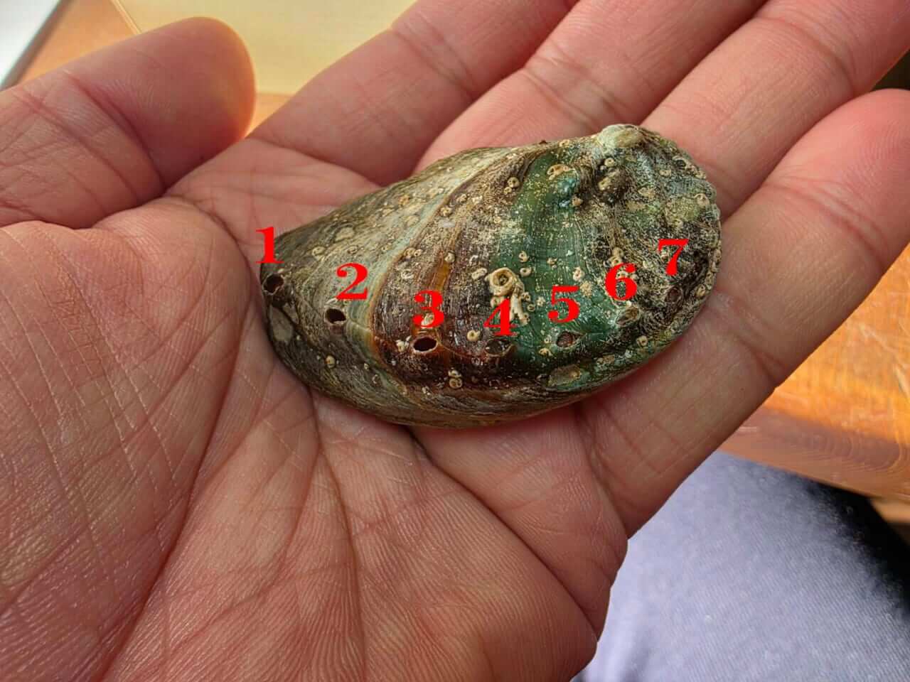 ｜【違法にはならない？】アワビだと思って食べたら別の貝だった⁉「おせち料理」で出会った衝撃体験