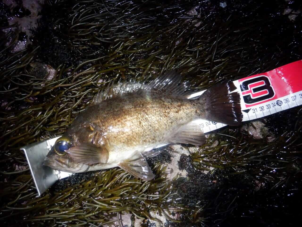 ｜【デカすぎるだろ…】アジングで88cmのヒラメが飛び出した＆冬のデカメバル狙いに「スプリットショットリグ」とは？【今日もいいチョーシ】