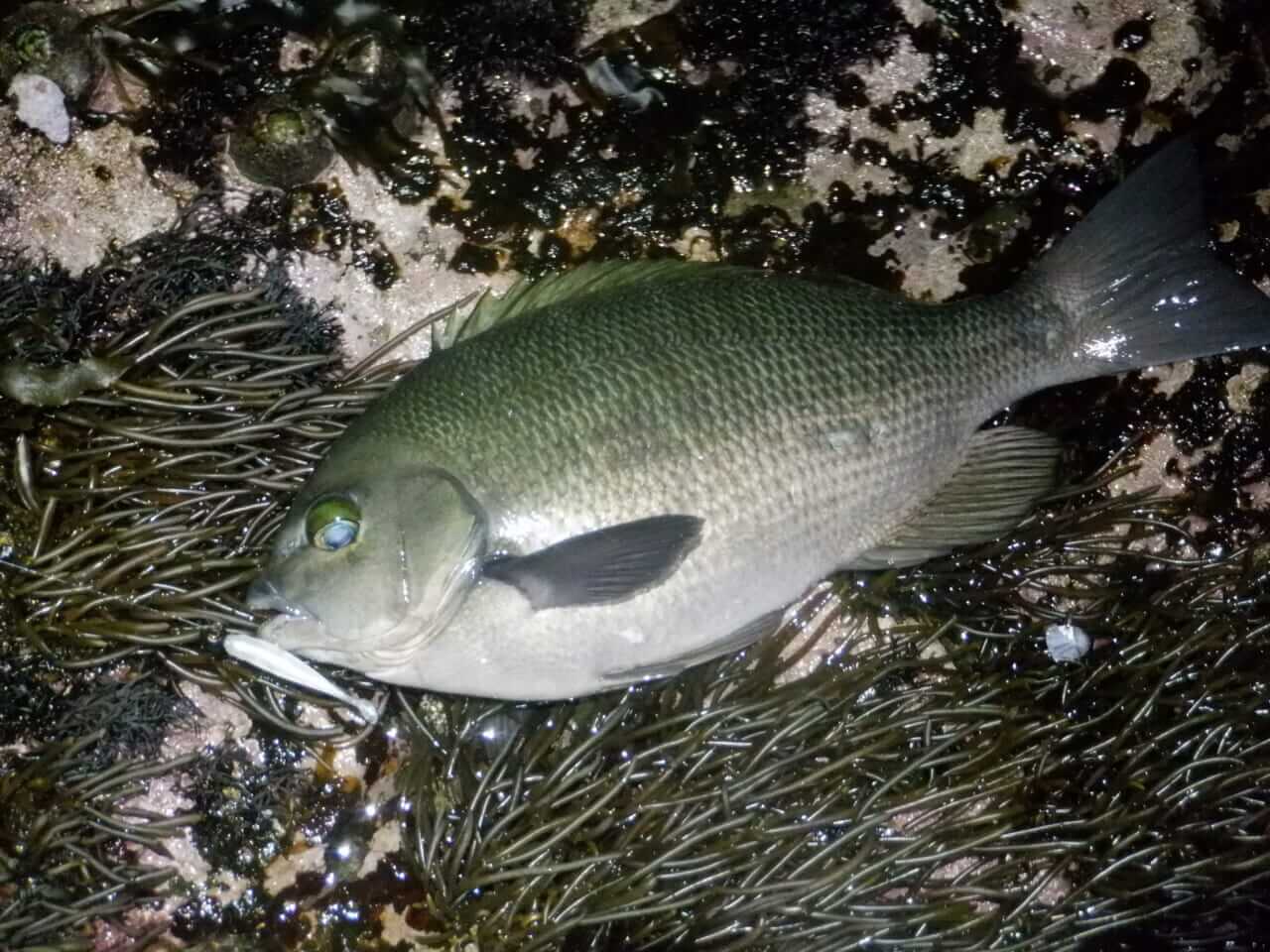 ｜【デカすぎるだろ…】アジングで88cmのヒラメが飛び出した＆冬のデカメバル狙いに「スプリットショットリグ」とは？【今日もいいチョーシ】