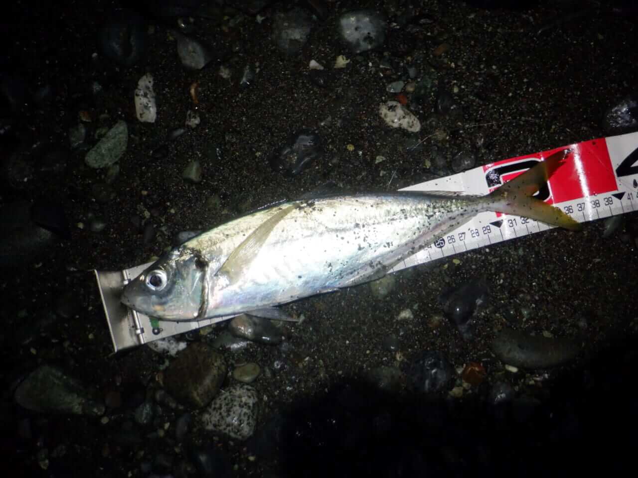 ｜【デカすぎるだろ…】アジングで88cmのヒラメが飛び出した＆冬のデカメバル狙いに「スプリットショットリグ」とは？【今日もいいチョーシ】