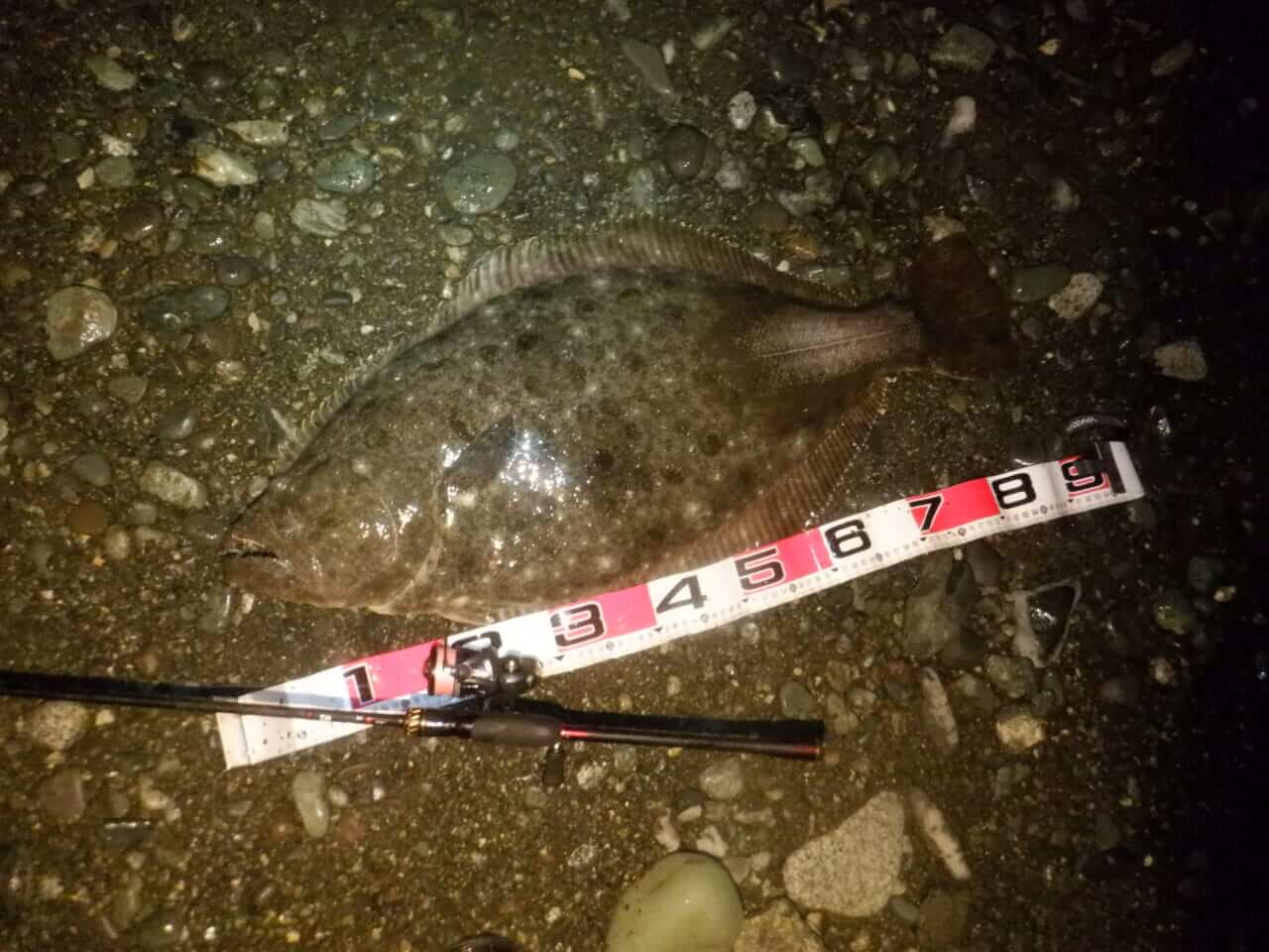 |【デカすぎるだろ…】アジングで88cmのヒラメが飛び出した&冬のデカメバル狙いに「スプリットショットリグ」とは?【今日もいいチョーシ】