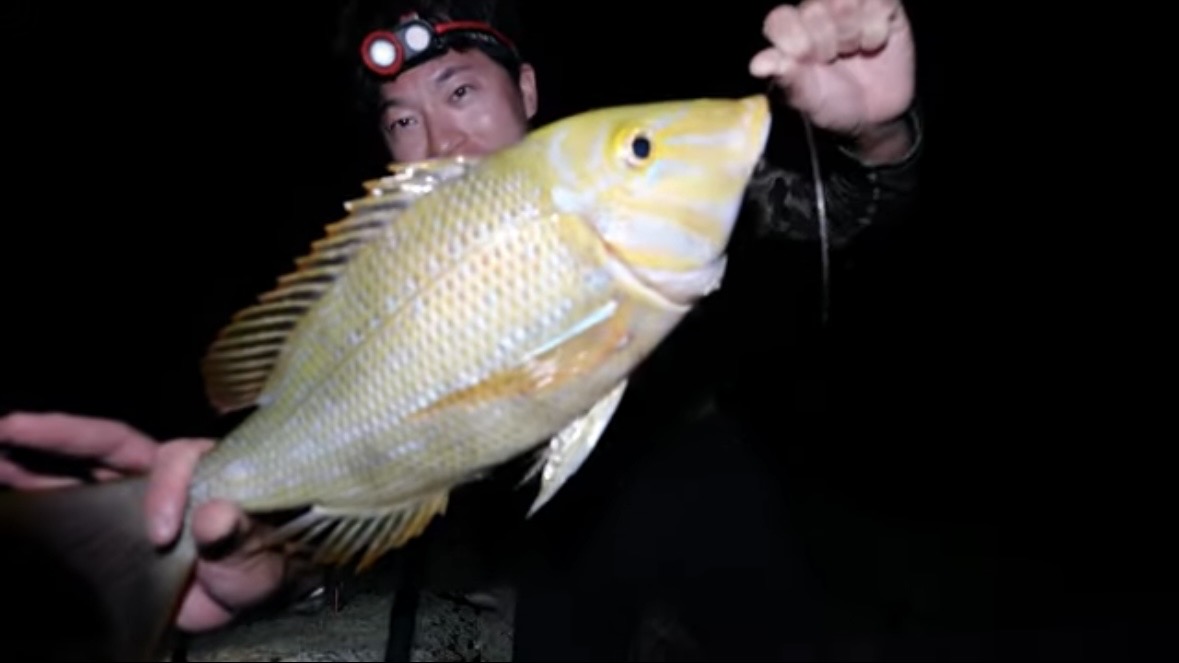 ｜「この歯は指飛ぶ…」世界有数の透明度を誇る海で釣れた“派手すぎる”『魚』。実は“凶暴”で危険…。「噛まれたらヤバいね」