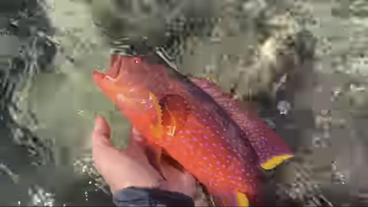｜「海に沈んだ遺跡」離島で見つけた“謎の構造物”。実際に乗って釣りをしてみたら、まさかの展開に。「マジか、この魚が…」