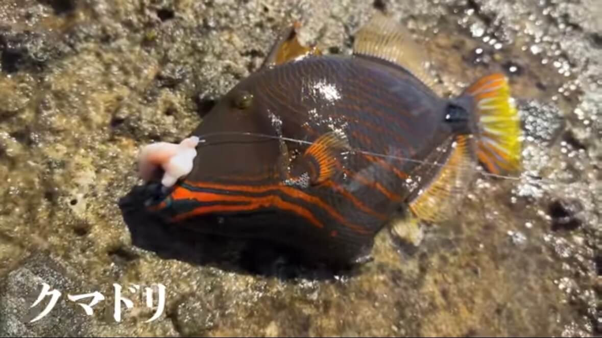 ｜「海に沈んだ遺跡」離島で見つけた“謎の構造物”。実際に乗って釣りをしてみたら、まさかの展開に。「マジか、この魚が…」