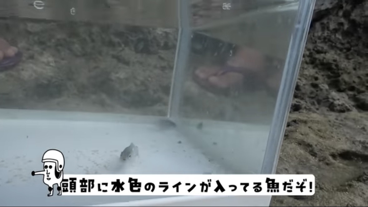 ｜「この発想はスゴイ」「マジかよ」“海の水を抜く”という驚異の企画。海底からどんな生物が現れるのか…。「コイツだけは捕まえたい」