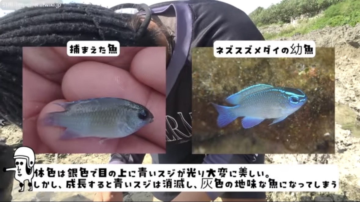 |「この発想はスゴイ」「マジかよ」“海の水を抜く”という驚異の企画。海底からどんな生物が現れるのか…。「コイツだけは捕まえたい」