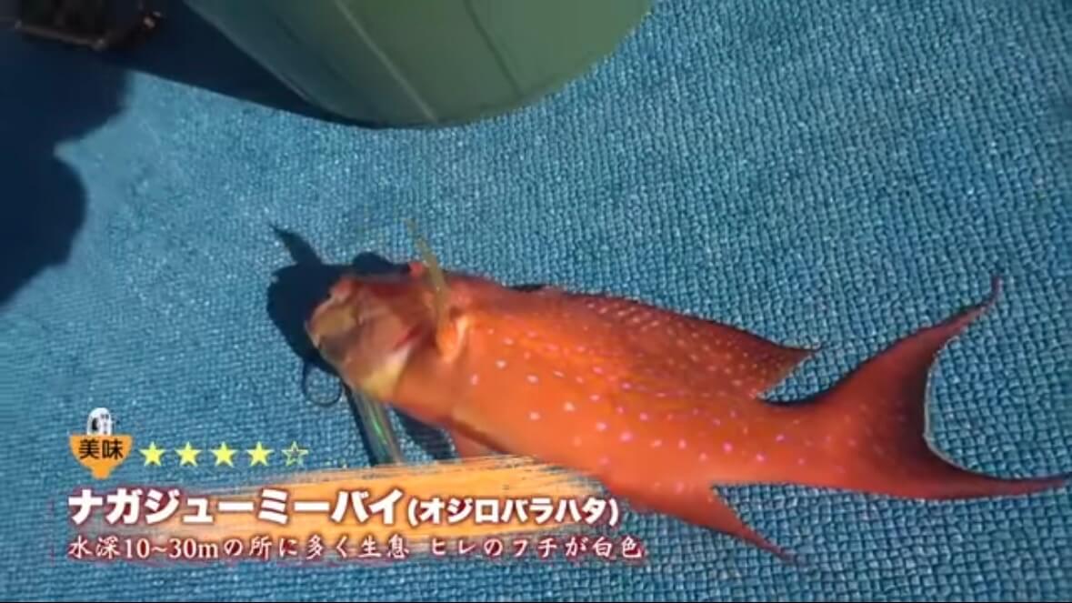 ｜「サメが追ってる！」数万匹レベルの魚の群れに遭遇。釣れた魚が『頭だけ』になる事件発生…。「犯人はコイツです」