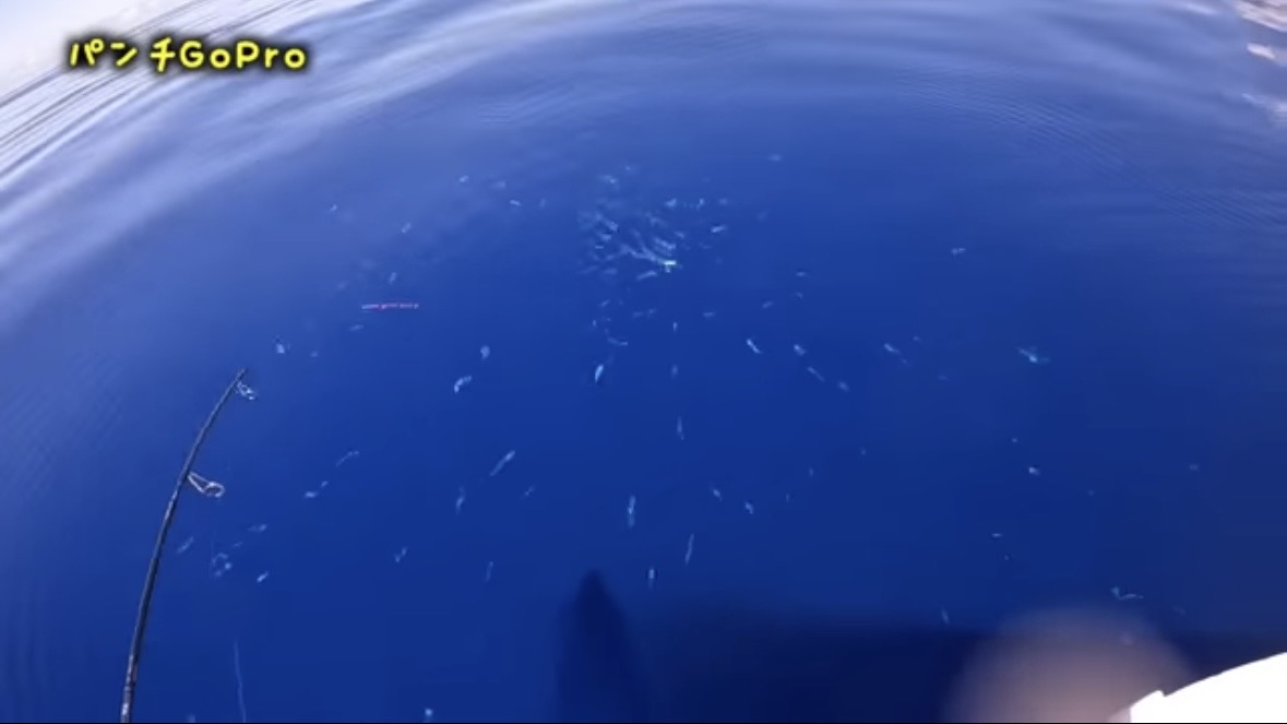 ｜「サメが追ってる！」数万匹レベルの魚の群れに遭遇。釣れた魚が『頭だけ』になる事件発生…。「犯人はコイツです」