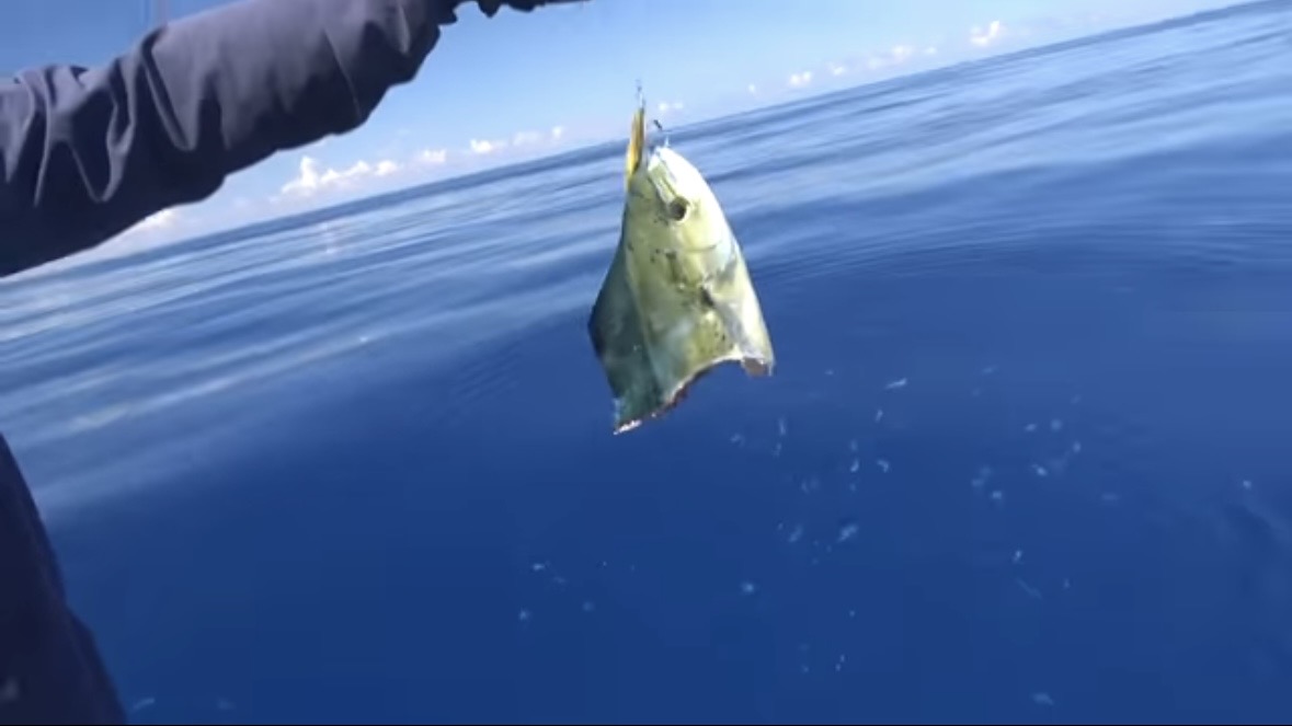 |「サメが追ってる!」数万匹レベルの魚の群れに遭遇。釣れた魚が『頭だけ』になる事件発生…。「犯人はコイツです」