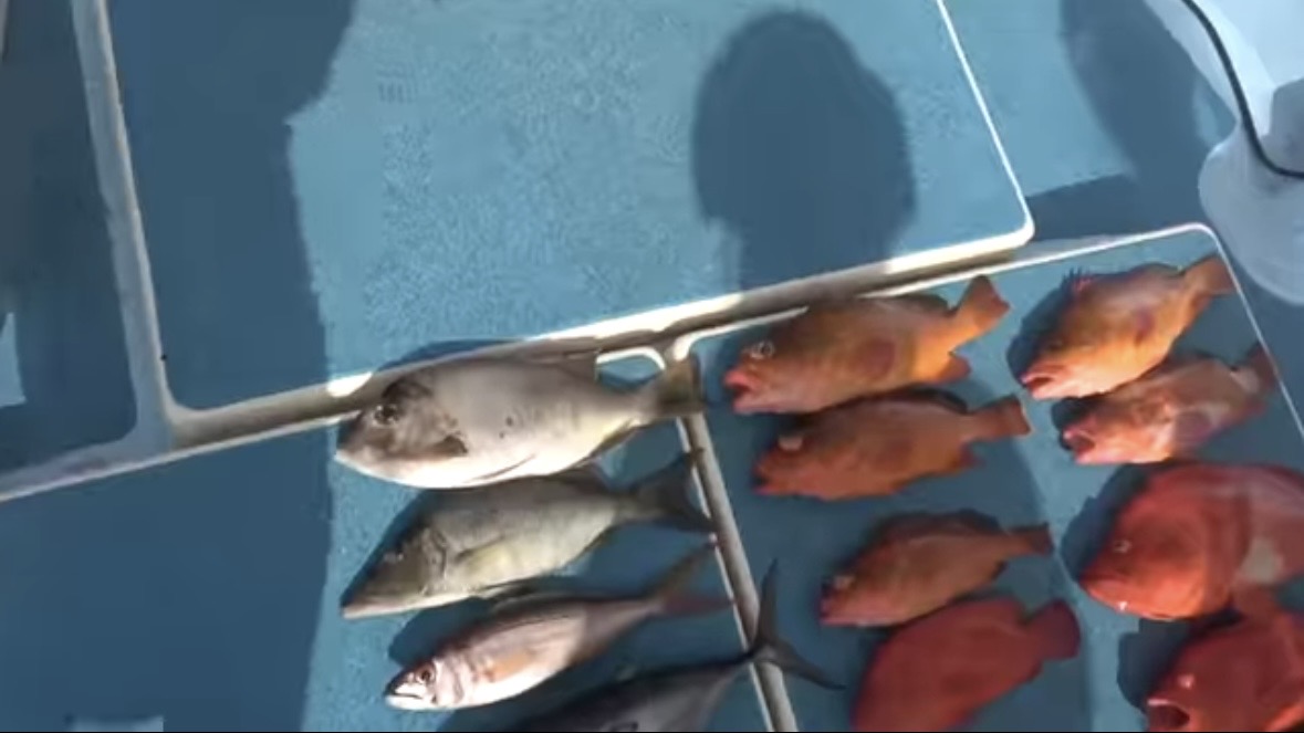 ｜「サメが追ってる！」数万匹レベルの魚の群れに遭遇。釣れた魚が『頭だけ』になる事件発生…。「犯人はコイツです」