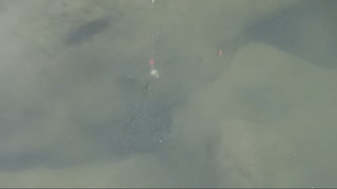 ｜「臭すぎる…」「悶絶級だわ」“世界一臭いチーズ”で釣りをした結果。気になる魚の反応が…。「これは最強のエサかもしれない」