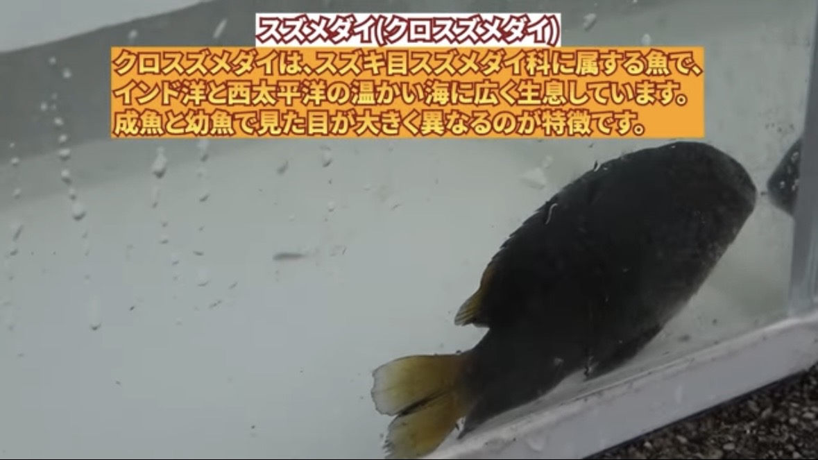 ｜「臭すぎる…」「悶絶級だわ」“世界一臭いチーズ”で釣りをした結果。気になる魚の反応が…。「これは最強のエサかもしれない」