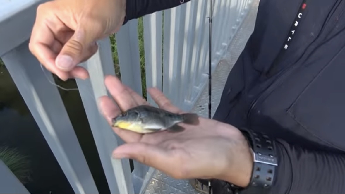 ｜「臭すぎる…」「悶絶級だわ」“世界一臭いチーズ”で釣りをした結果。気になる魚の反応が…。「これは最強のエサかもしれない」